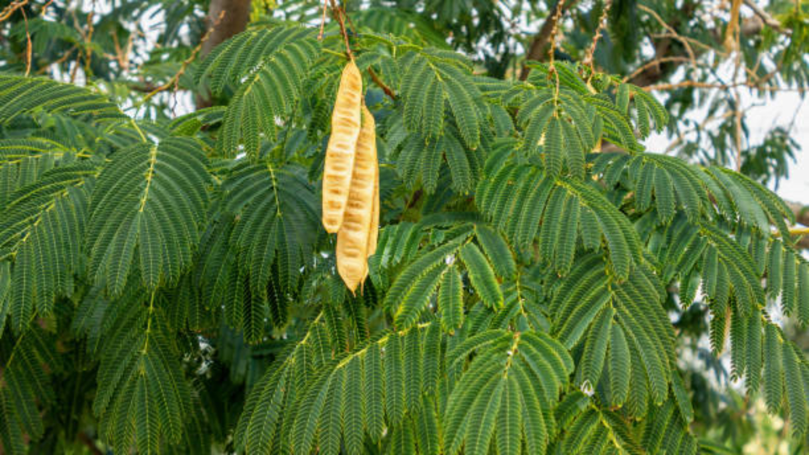 Traditional Uses of Mimosa Hostilis