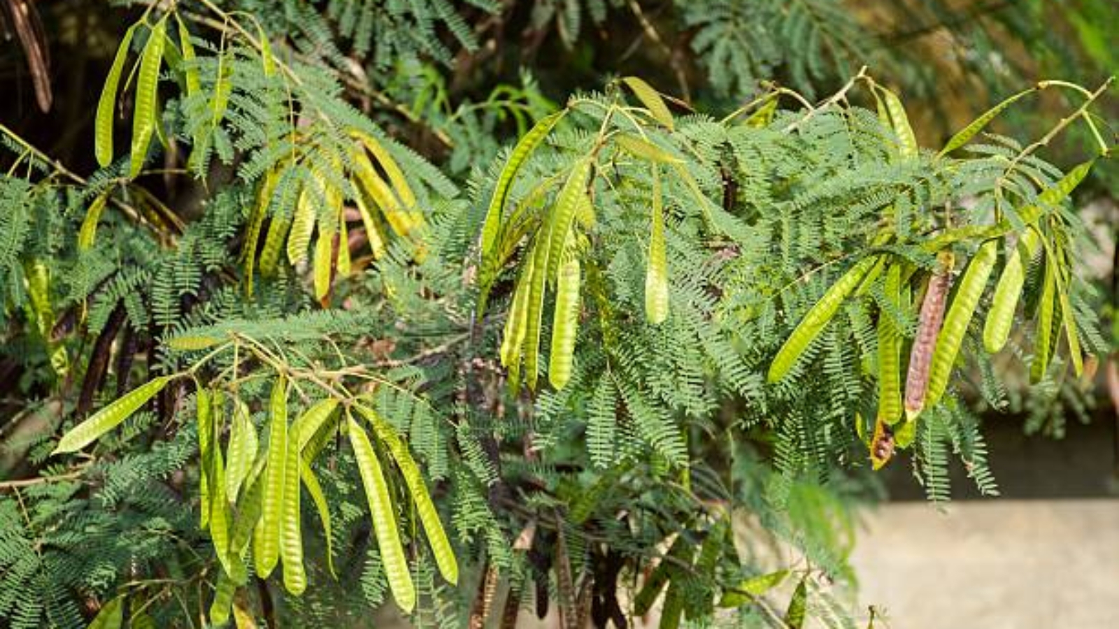 What to Look for When Buying High-Quality Mimosa Hostilis Root Bark