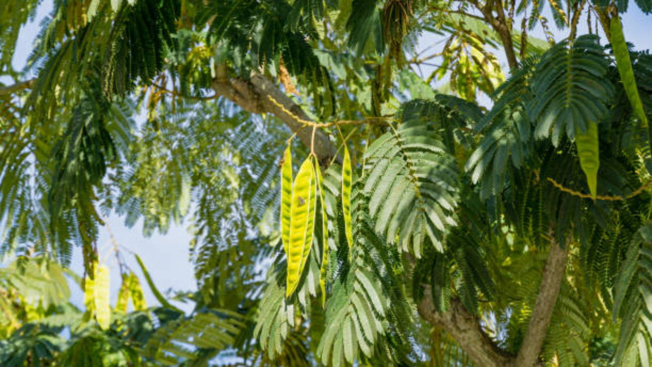 Mimosa Hostilis in wellness