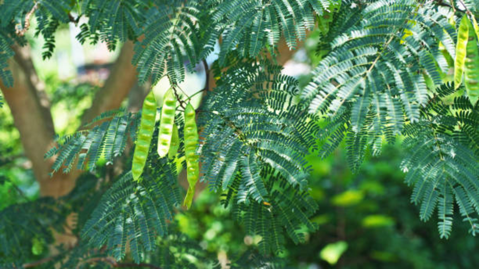 Forms of Mimosa Hostilis