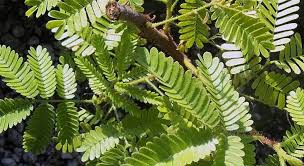 Mimosa Hostilis Root Bark